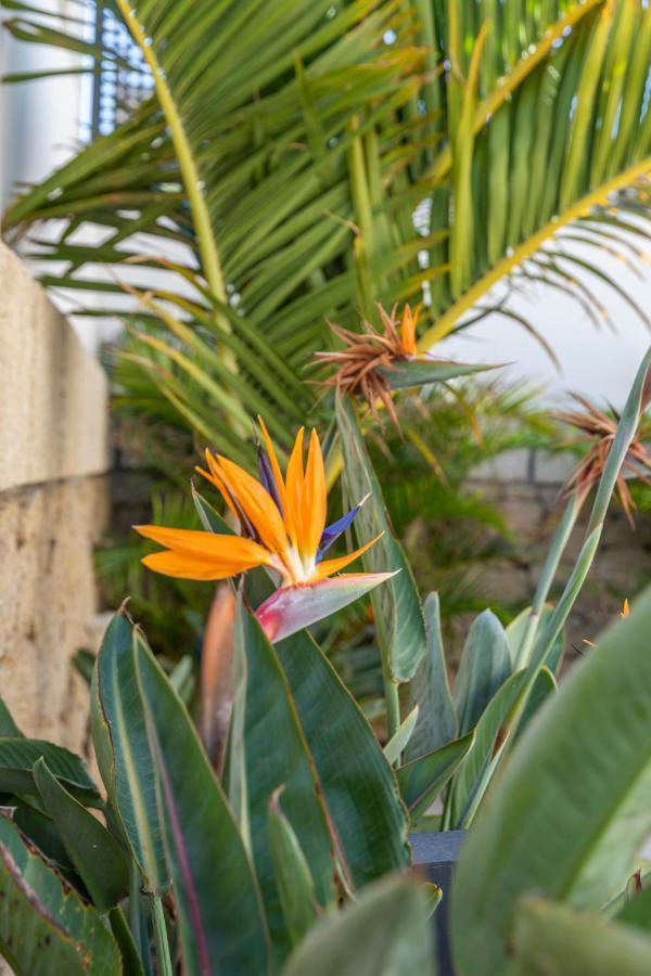 Medano4You The Strelitzia Terrace El Médano Extérieur photo